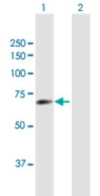 Western Blot: TULP2 Antibody [H00007288-B01P]