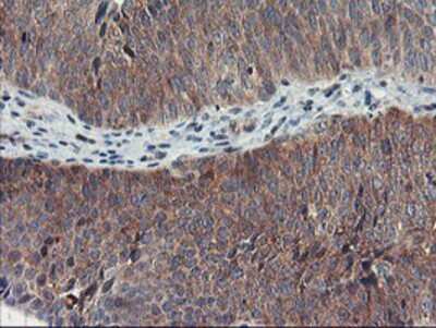 Immunohistochemistry-Paraffin: TULP3 Antibody (OTI7B8) [NBP2-01671]