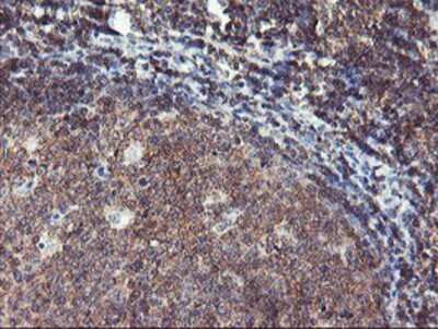 Immunohistochemistry-Paraffin: TULP3 Antibody (OTI7B8) [NBP2-01671]