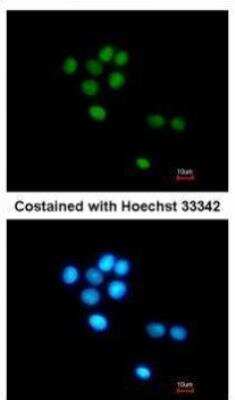 Immunocytochemistry/ Immunofluorescence: TULP3 Antibody [NBP1-33201]