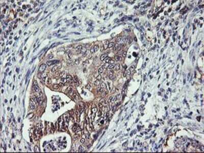 Immunohistochemistry: TULP3 Antibody (OTI7B8) - Azide and BSA Free [NBP2-74721]