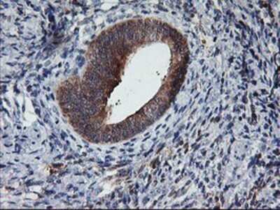 Immunohistochemistry: TULP3 Antibody (OTI7B8) - Azide and BSA Free [NBP2-74721]