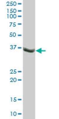 Western Blot: TUSC4 Antibody [H00010641-B01P]