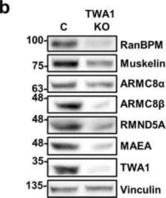 Knockout Validated: TWA1 Antibody [NBP1-32596]