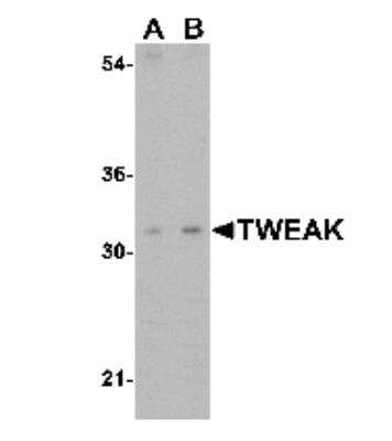 Western Blot: TWEAK/TNFSF12 AntibodyBSA Free [NBP1-76695]