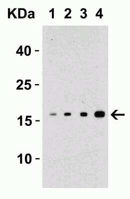 Western Blot: TWEAK/TNFSF12 AntibodyBSA Free [NBP1-76695]