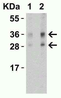 Western Blot: TWEAK/TNFSF12 AntibodyBSA Free [NBP1-76695]