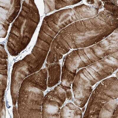 Immunohistochemistry-Paraffin: TXLNB Antibody [NBP1-91161]