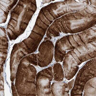 Immunohistochemistry-Paraffin: TXLNB Antibody [NBP2-33927]