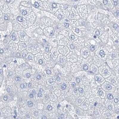 Immunohistochemistry-Paraffin: TXLNB Antibody [NBP2-33927]