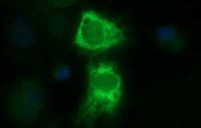 Immunofluorescence: TXNDC Antibody (OTI3H5) [NBP2-46143]