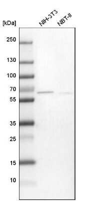 Western Blot: TXNDC10 Antibody [NBP1-92550]