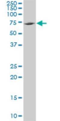 Western Blot: TXNDC3 Antibody (1G5) [H00051314-M01]
