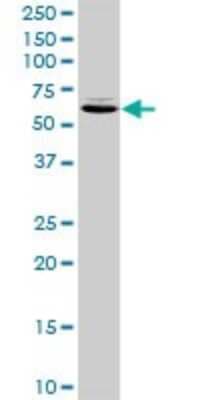Western Blot: TXNDC3 Antibody [H00051314-D01P]