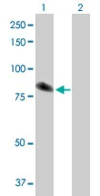 Western Blot: TXNDC3 Antibody [H00051314-D01P]