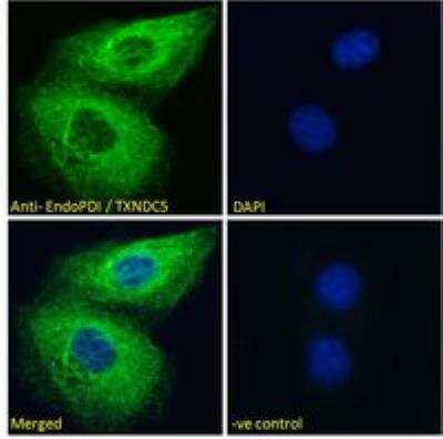 Immunocytochemistry/ Immunofluorescence: TXNDC5 Antibody [NB100-1452]