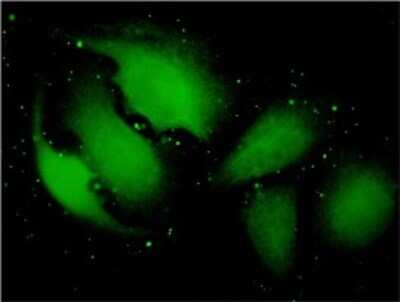 Immunocytochemistry/ Immunofluorescence: TXNDC9 Antibody (1E8-7C12) [H00010190-M02]