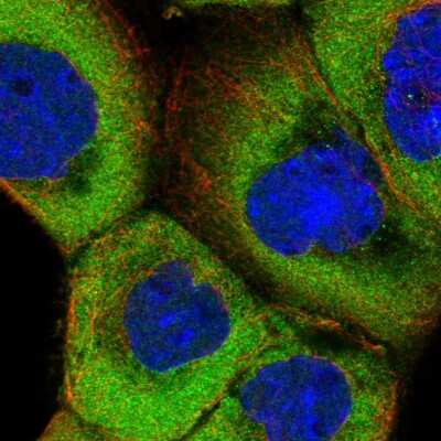 Immunocytochemistry/ Immunofluorescence: TXNDC9 Antibody [NBP1-89051]