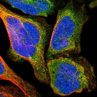 Immunocytochemistry/ Immunofluorescence: TXNL1 Antibody [NBP1-86899]