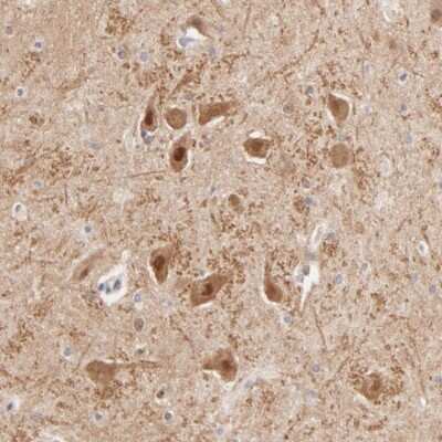 Immunohistochemistry-Paraffin: TXNL1 Antibody [NBP1-86899]