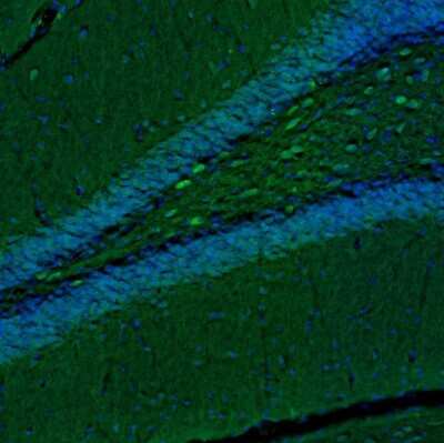 Immunohistochemistry-Paraffin: TXNL1 Antibody [NBP1-86899]