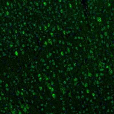 Immunohistochemistry-Paraffin: TXNL1 Antibody [NBP1-86899]