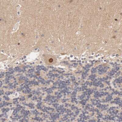 Immunohistochemistry-Paraffin: TXNL1 Antibody [NBP1-86899]