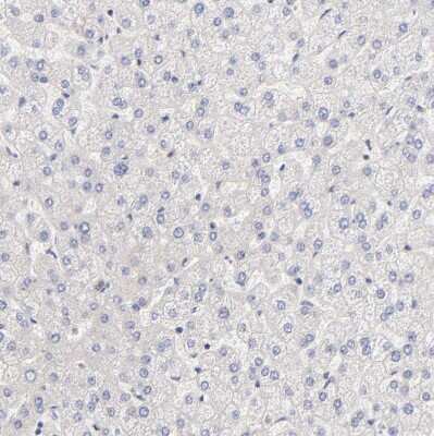 Immunohistochemistry-Paraffin: TXNL1 Antibody [NBP1-86900]