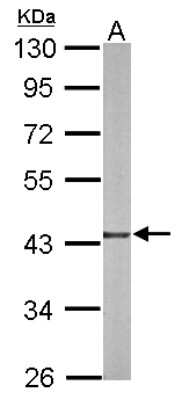 Western Blot: Glutaredoxin 3/GLRX3 Antibody [NBP2-20767]