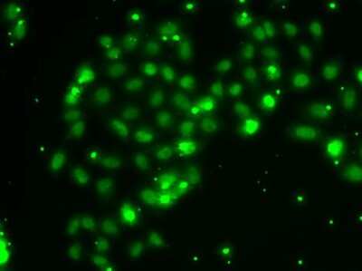Immunocytochemistry/ Immunofluorescence: TXNL4B Antibody - BSA Free [NBP2-93577]