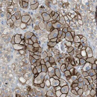 Immunohistochemistry-Paraffin: TYW1 Antibody [NBP1-83814]