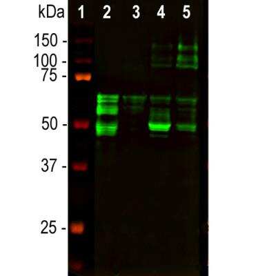 Western Blot: Tau Antibody (5B10) [NBP2-50051]