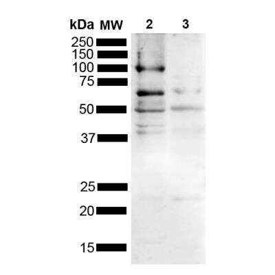 Western Blot: Tau Antibody [NBP3-11044]