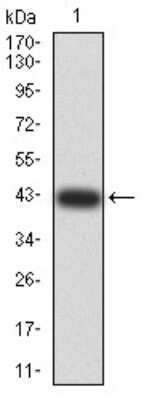 Western Blot: TdT Antibody (4B10C3)BSA Free [NBP2-61898]