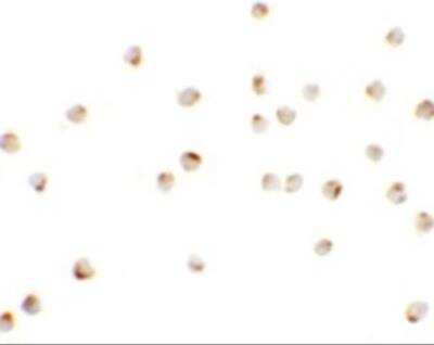 Immunocytochemistry/ Immunofluorescence: Teashirt homolog 1 Antibody - BSA Free [NBP2-82038]