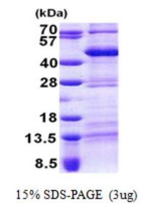 SDS-PAGE: Recombinant Human Tef His Protein [NBP2-22867]