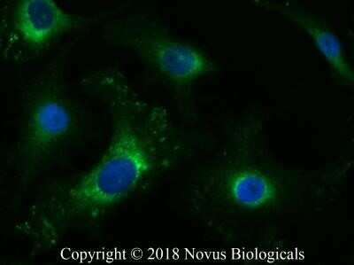 Immunocytochemistry/ Immunofluorescence: Tenascin C Antibody (4C8MS) - Azide and BSA Free [NBP2-80973]