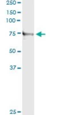 Immunoprecipitation: Tenascin X Antibody (2D3-1B10) [H00007148-M01]