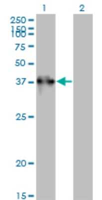 Western Blot: Testis expressed 264 Antibody (2A3-1A10) [H00051368-M01]
