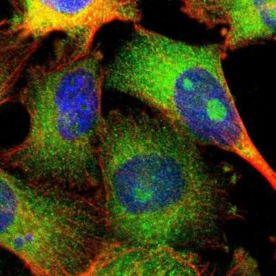 Immunocytochemistry/ Immunofluorescence: Testis expressed 264 Antibody [NBP1-89866]