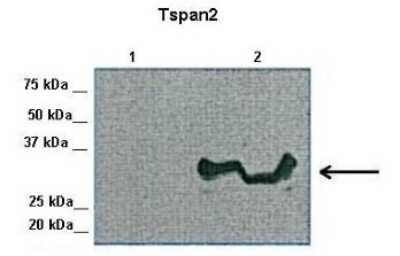 Western Blot: TSPAN2 Antibody [NBP1-59226]