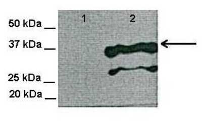 Western Blot: TSPAN3 Antibody [NBP1-62310]