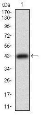 Western Blot: TfR (Transferrin R) Antibody (1A1B2)BSA Free [NBP2-37317]