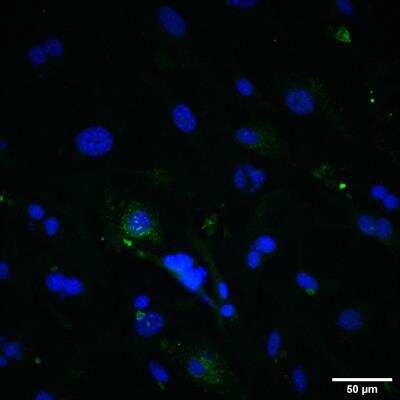 Immunocytochemistry/ Immunofluorescence: TfR (Transferrin R) Antibody (8D3) - Azide Free [NB100-64979]