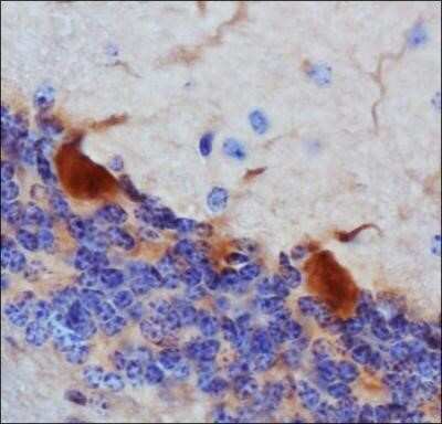Immunohistochemistry: Thimet Oligopeptidase/THOP1 Antibody (4D6) - Azide and BSA Free [NBP2-80977]