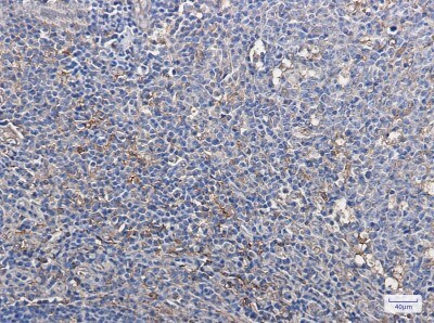Immunohistochemistry-Paraffin: Thioredoxin-1 Antibody (S07-4H5) [NBP3-19933]