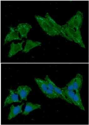 Immunocytochemistry/ Immunofluorescence: Thioredoxin-2 Antibody (1B1) - BSA Free [NBP2-59463]