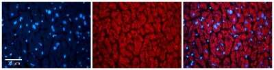 Immunohistochemistry: Thioredoxin-2 Antibody [NBP1-54673]