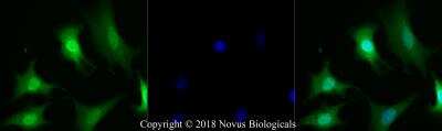 Immunocytochemistry/ Immunofluorescence: Thioredoxin-1 Antibody - BSA Free [NBP2-52983]