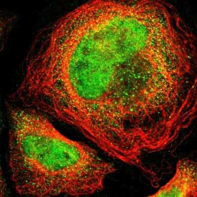 Immunocytochemistry/ Immunofluorescence: Thrombomodulin/BDCA-3 Antibody [NBP1-88133]